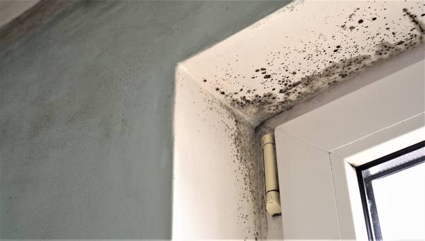 Best Environmental Consulting for Mold Prevention  in Lake Sherwood, CA