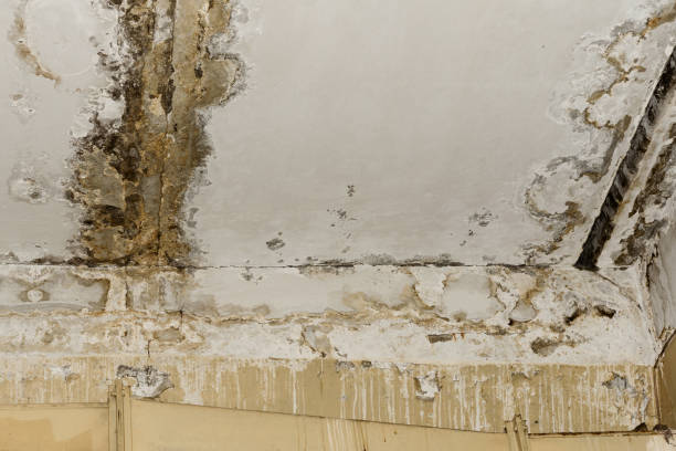 Best Mold Documentation for Insurance Claims  in Lake Sherwood, CA