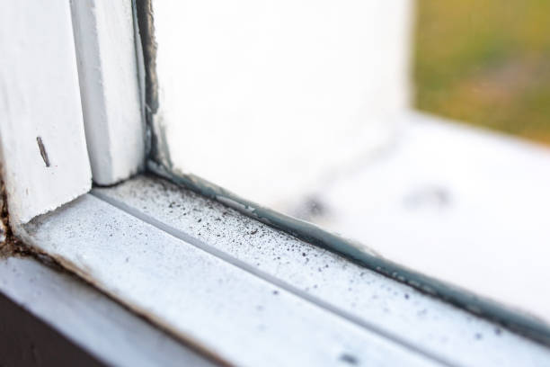 Best Mold Remediation for Rental Properties  in Lake Sherwood, CA