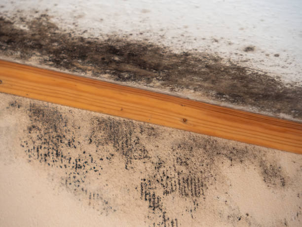 Best Mold Remediation for Healthcare Facilities  in Lake Sherwood, CA