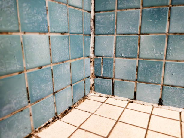 Best Real Estate Mold Inspection  in Lake Sherwood, CA