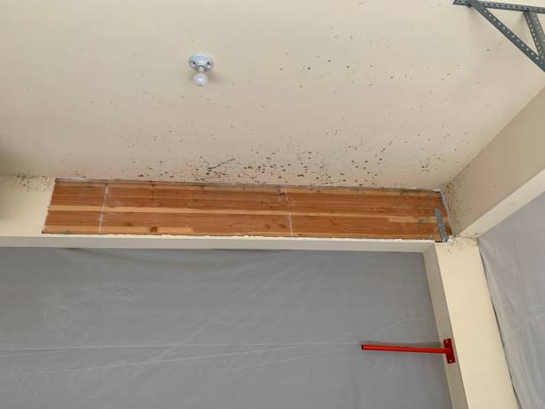 Best Mold Damage Restoration  in Lake Sherwood, CA