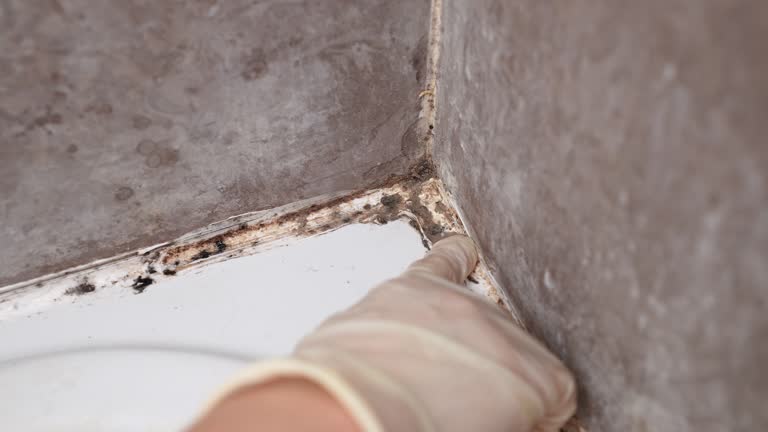  Lake Sherwood, CA Mold Removal Pros